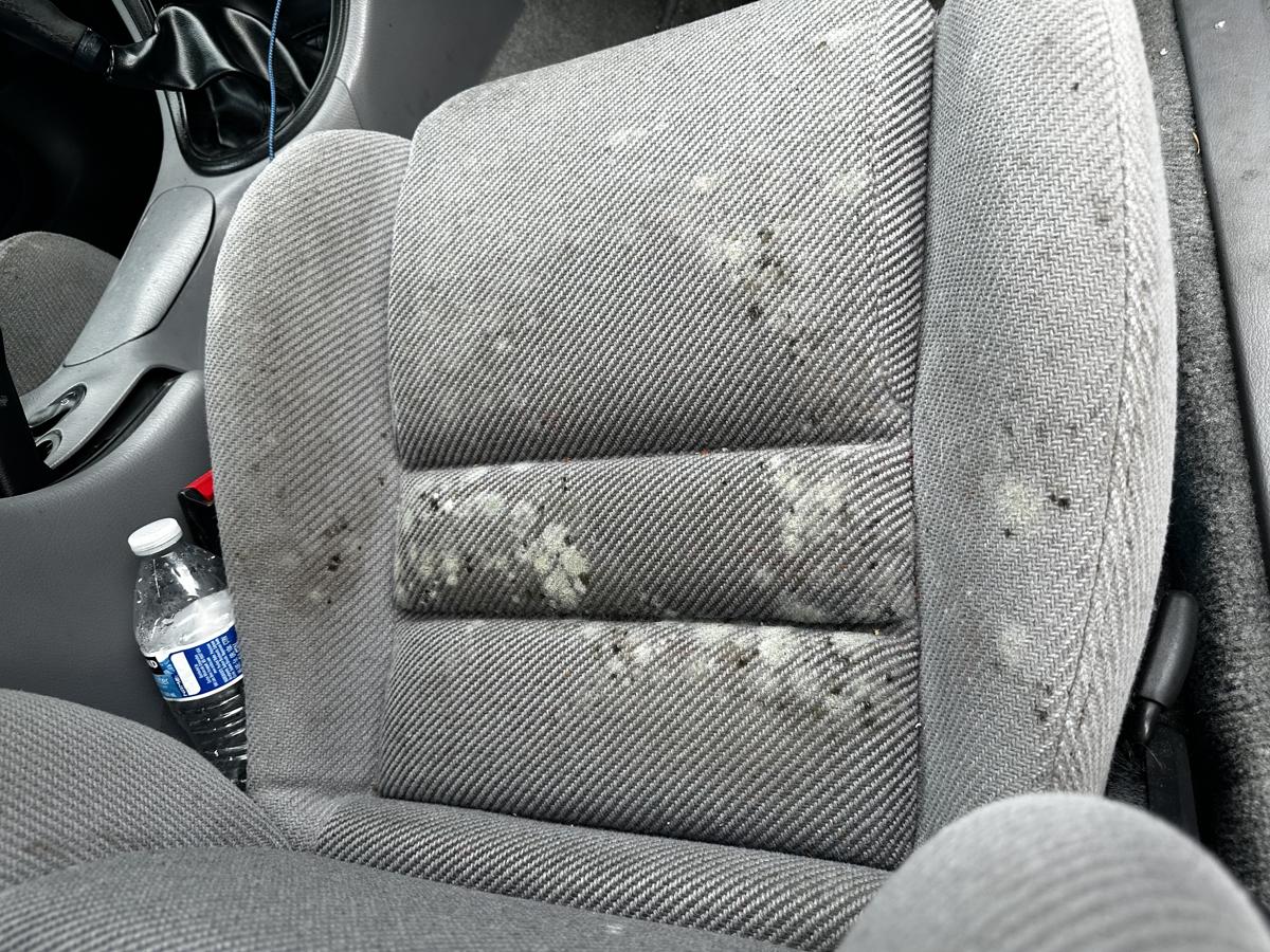 Before detailing — mold stained fabric seats